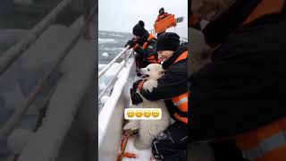 a polar bear cub on board travel polarbear winter snow greenland antarktika [upl. by Iadrahc665]