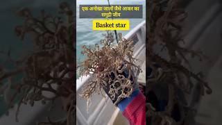 Jaal jaise aakar ka ek anokha samudri jeev basket star facts 127 shorts [upl. by Remmos]