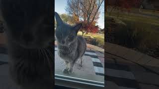 Who is that kitties cat catvideos comedyfilms catlover cute funny viral fight fyp [upl. by Asirac]