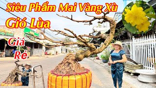 Giao Lưu 3 Cây Mai Xù Vip nghệ thuật siêu đẹp giá rẻ hợp lý  ngày 342024 [upl. by Attevroc]