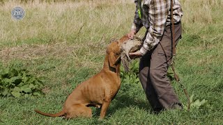 Rövidszőrű magyar vizsla  Magyar kutyafajták 9 magyar kutya [upl. by Allerus496]