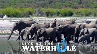 An Elephant Afternoon  Live At The Waterhole [upl. by Cecile56]