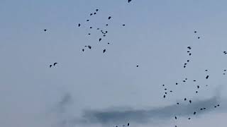 Pink footed geese arriving Findhorn bay [upl. by Lahcym874]