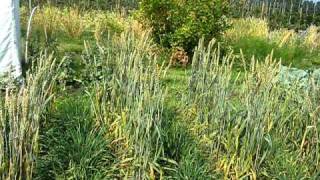 Swedish spring wheat Triticum aestivum L cultivars from 1892 to 1998 [upl. by Sackman]