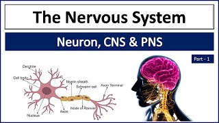 Nervous System  Central and Peripheral Nervous System  CNS amp PNS  Neuron  Organs of Nervous Sys [upl. by Eussoj517]