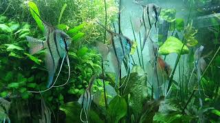 Pterophyllum scalare Manacapuru y Nanay en 7000 L [upl. by Adabelle]