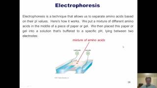 Chapter 23 – Protein Chemistry Part 5 of 10 [upl. by Subak]