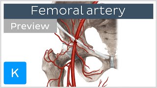 Femoral artery course and branches preview  Human Anatomy  Kenhub [upl. by Eutnoj]