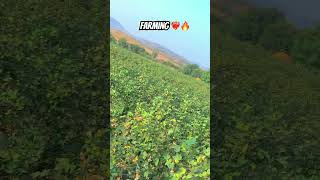 खेडुत👩‍🌾🧑‍🌾💕🔥status viralvideo video viralshorts trending [upl. by Bissell]