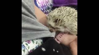 Pet Hedgehog Tries Tugging at Owners Shirt  1522548 [upl. by Neelac]