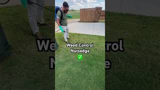 Nutsedge Weed Control in Lawn Care [upl. by Mccurdy]