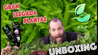 Gran llegada de plantas para acuarios BSP  Unboxing [upl. by Trilbee]