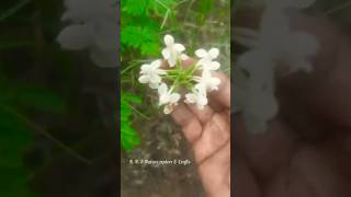 என்னனு கொஞ்சம் சொல்லிட்டுப் போங்க  Habenaria roxburghii [upl. by Aliban]