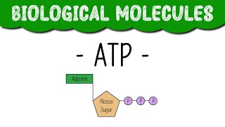 A Level Biology quotATPquot [upl. by Sapienza]