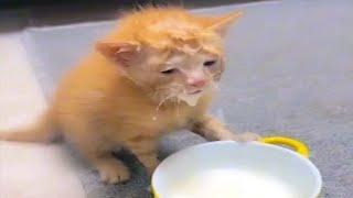 FUNNY CAT MEMES COMPILATION OF 2023 V26 [upl. by Einttirb]