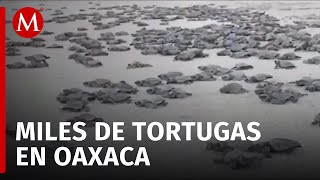 Llegan más de 900 mil ejemplares de tortugas golfina a santuario en Oaxaca [upl. by Ceporah]