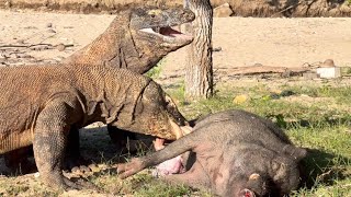 How Delicious some Komodo Dragons enjoy Pork 4K [upl. by Anniram405]