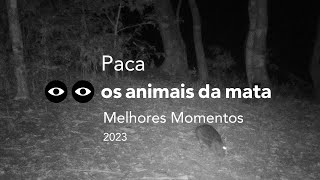 PACA – Cuniculus paca  MELHORES MOMENTOS  2023 [upl. by Ia]