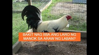 Sabongtips BAKIT NAG IIBA ANG LARO NG MANOK SA ARAW NG LABAN [upl. by Pellet]