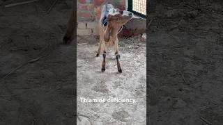 Thiamine deficiencycirg goat youtubeshorts viralshort viralvideo farmvillagelife farming [upl. by Oibirot]