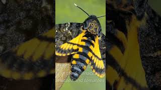 Deaths Head Sphinx Moth Natures SkullShaped Defender [upl. by Idhem]