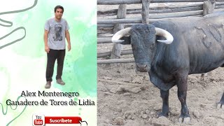 CRIANZA DE TOROS DE LIDIA EN LAMBAYEQUE ENTREVISTA AL GANADERO ALEX MONTENEGRO [upl. by Yolanthe]