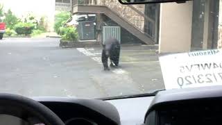 A Bear Opens a Car Door in Gatlinburg TN 6262020 [upl. by Joshuah]