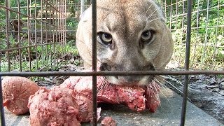 How to Feed 100 BIG CATS [upl. by Marja]