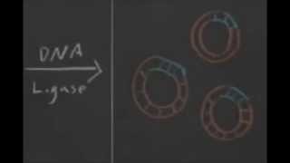 201507 Teaching Demo  Heterologous Protein Expression [upl. by Llertnac]