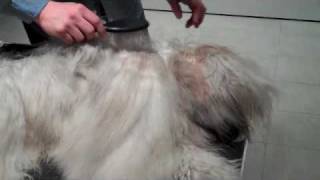 Grooming Your Tibetan Terrier Part 1 of 3 [upl. by Roose175]