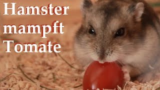 Hamster mampft Tomate [upl. by Kingsly]