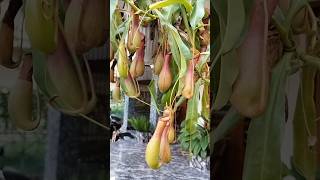 Nepenthes Pitcher plantഇര പിടിയൻ സസ്യം pitcherplant nepenthes [upl. by Adnarrim]