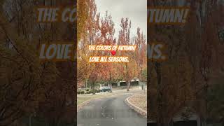 Love all seasons autumn reggae music newmusic usethissound livemusic lawgivermusic [upl. by Nnyleuqcaj]