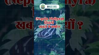 What is Neptis Philyra Species Butterfly 🦋currentaffairs [upl. by Ailegnave]