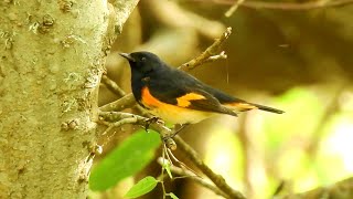 American Redstart  Pat ONeil Bird IDs [upl. by Oigufer]