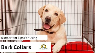 6 Tips for Anti Bark Collars for Dogs [upl. by Nylek]