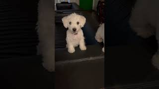 Daisy amp Leeloo watching me Maltipoo mom daughter maltipoo puppyeyes puppy dog fyp fypシ゚viral [upl. by Aniretac]