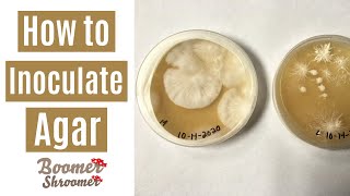 How to Inoculate Agar [upl. by Bollinger]