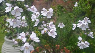 Prostanthera cuneata Alpine Mint Bush [upl. by Evanthe]