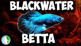 NANO BLACKWATER amp PLANTED BETTA FISH TANK SETUP [upl. by Drazze]