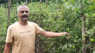 Grafted tomato in Solan Himanchal Pradesh Variety  Himsona Farmer experience [upl. by Robaina]