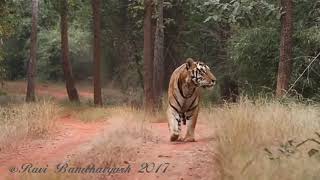 Tiger growling PannaLal Male Tiger [upl. by Goeselt]