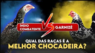 Quais as Duas MELHORES RAÇAS de GALINHAS CHOCADEIRAS [upl. by Certie]