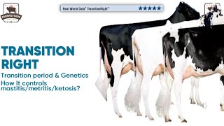 Transition Right Revolutionizing Dairy Farming Solving Mastitis Metritis amp Ketosis with Genetics [upl. by Ariem594]