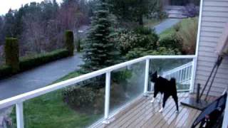 Karelian Bear Dog barking at deer in yard [upl. by Sug174]