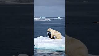 Massive polar bear hunts orca calf [upl. by Harehs373]