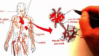 IMUNITET prvi dio KRVNE ĆELIJE I LIMFNI SISTEM [upl. by Stephan]