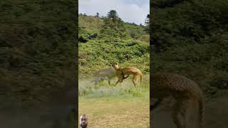 This Gazelle is brave and so strong shorts gazelle cheetah viralshorts viralvideo trending [upl. by Jung875]