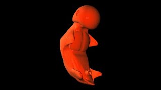 Child Birth Fetal Development Stage  3D Animation [upl. by Gombach]