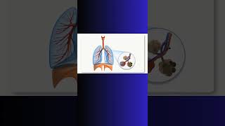 What are ALVEOLI GAS EXCHANGE LUNGS oxygen gasexchange lungs alveoli physiology breathing [upl. by Uamak214]